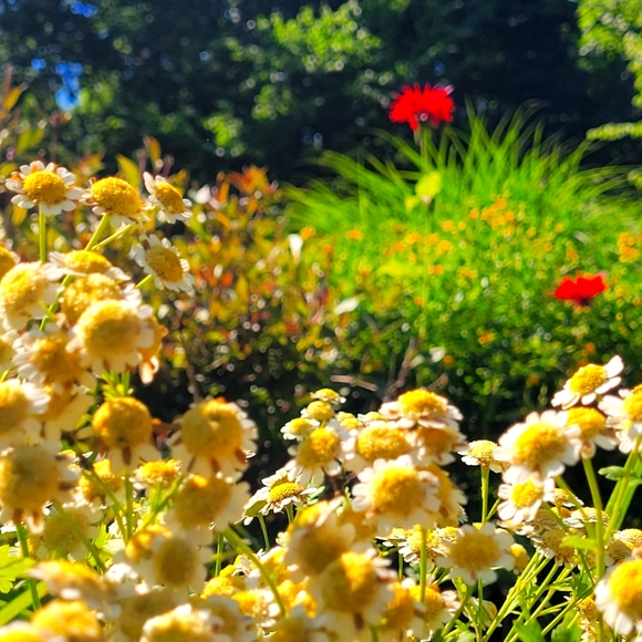 Meet your Posher, Jo - Picture 1 of 1